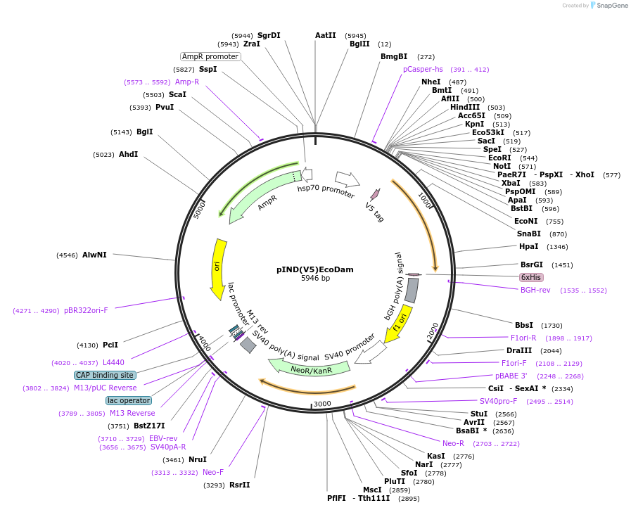 59201-plasmid-map-sequence-id-247615