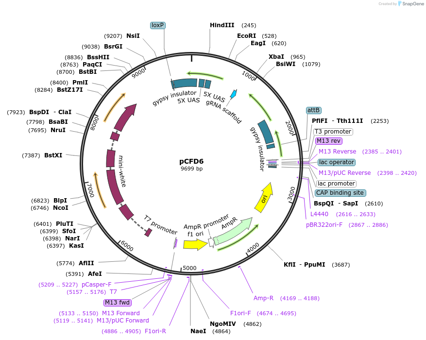 73915-plasmid-map-sequence-id-247620