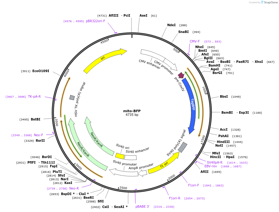 49151-plasmid-map-sequence-id-247626