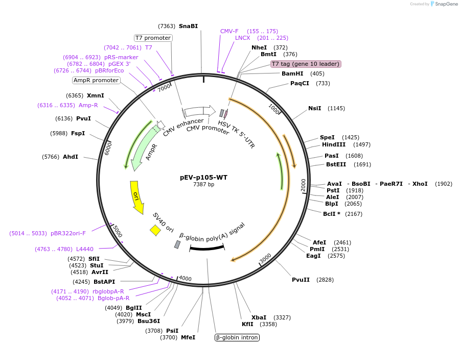 23952-plasmid-map-sequence-id-247640