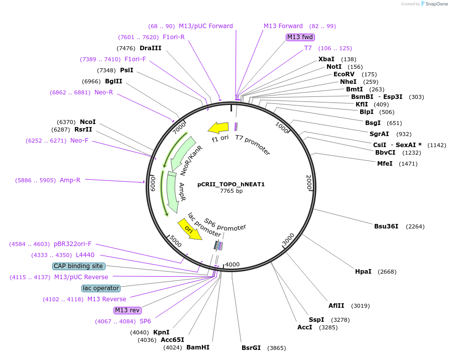 61518-plasmid-map-sequence-id-247641