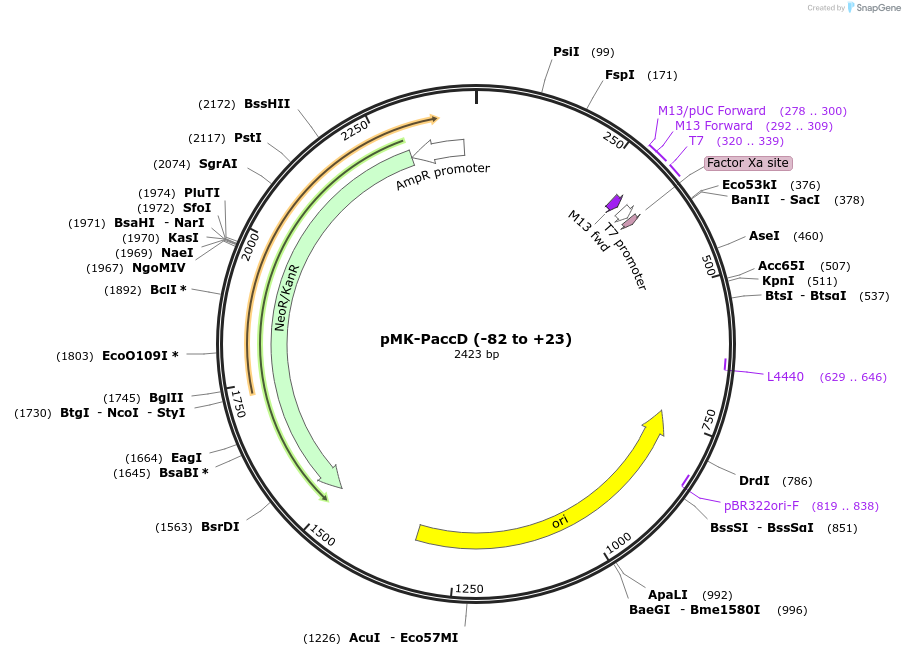 123464-plasmid-map-sequence-id-247643