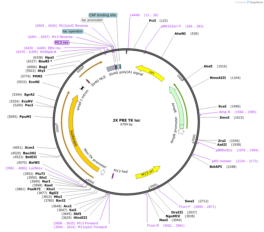 11350-plasmid-map-sequence-id-247644