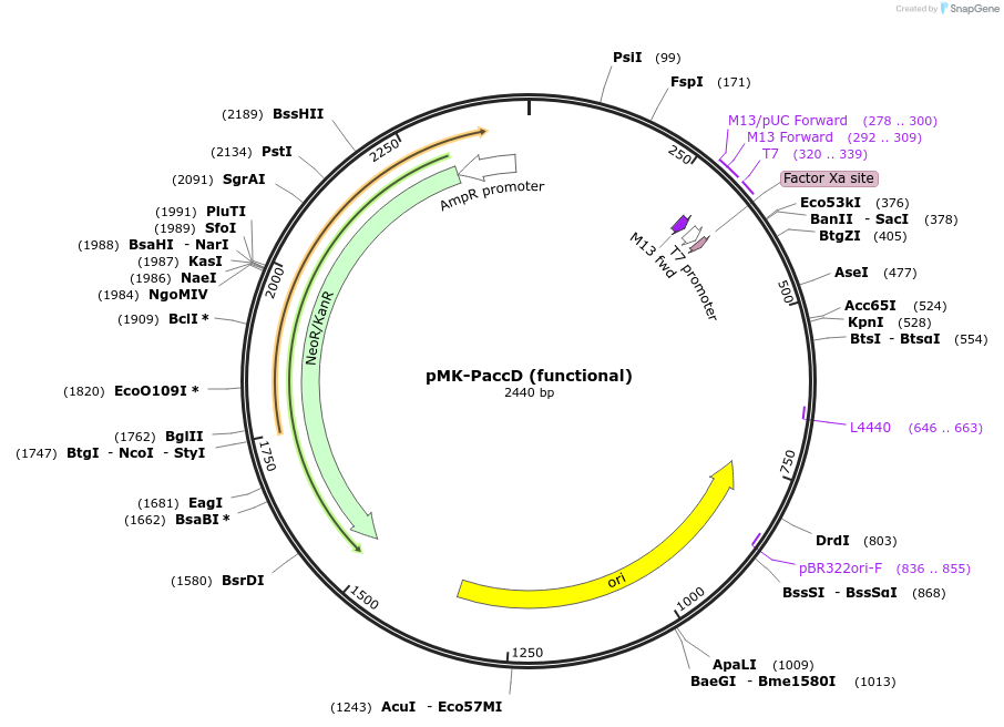 123465-plasmid-map-sequence-id-247654