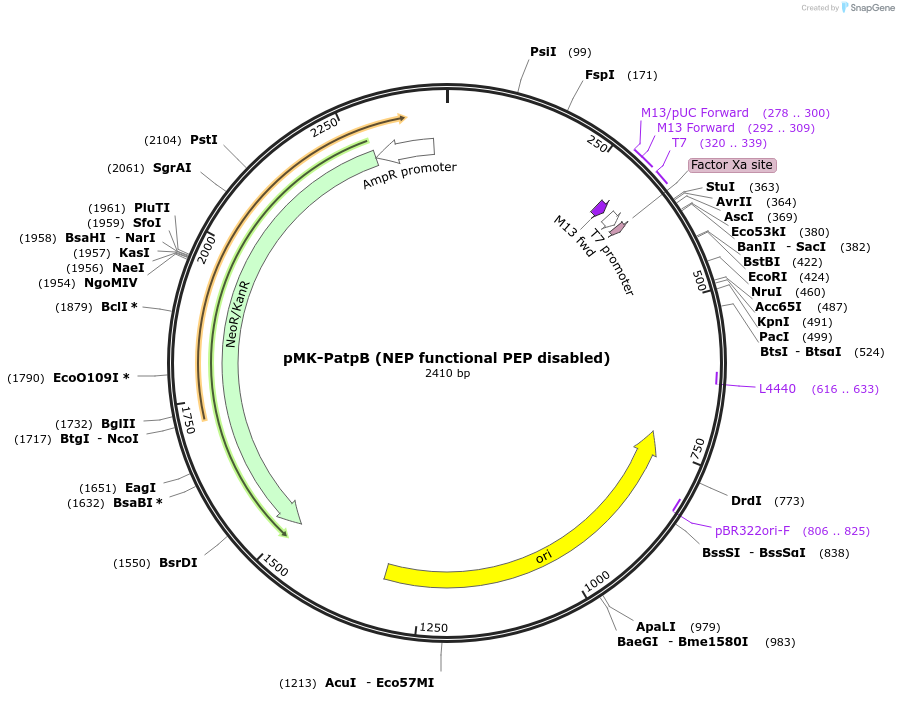 123466-plasmid-map-sequence-id-247656