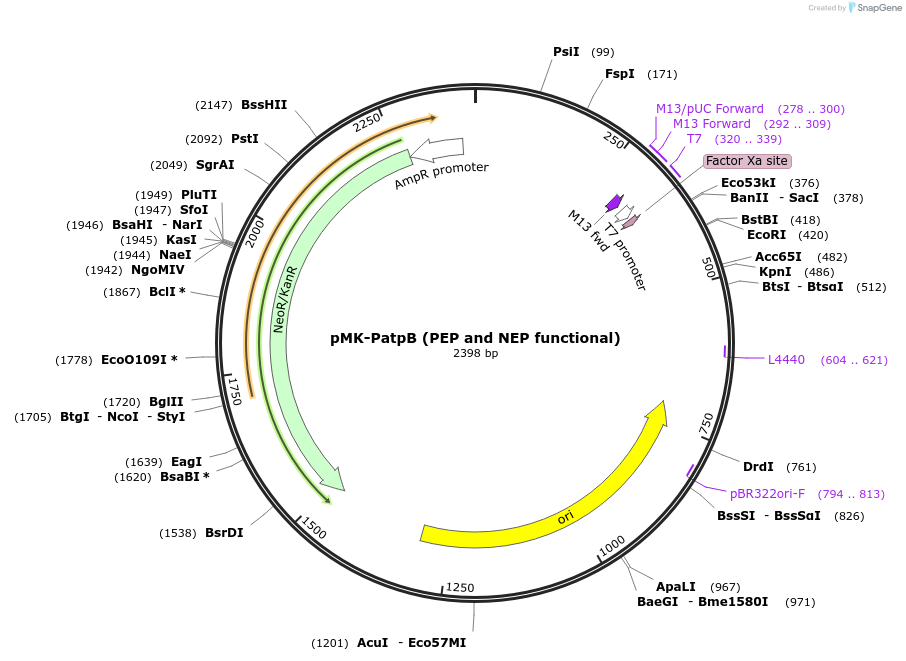 123468-plasmid-map-sequence-id-247658
