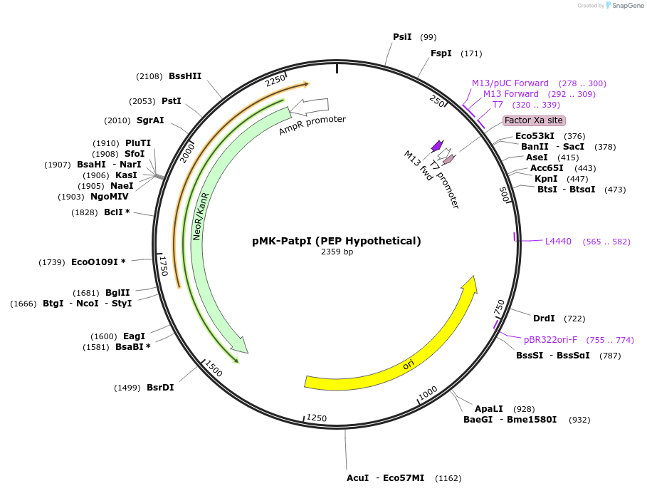 123473-plasmid-map-sequence-id-247666