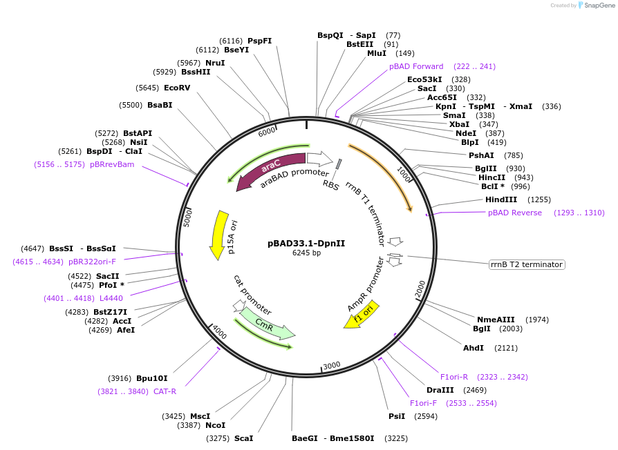 127413-plasmid-map-sequence-id-247669