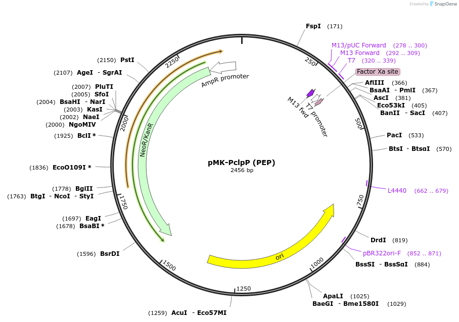 123475-plasmid-map-sequence-id-247671