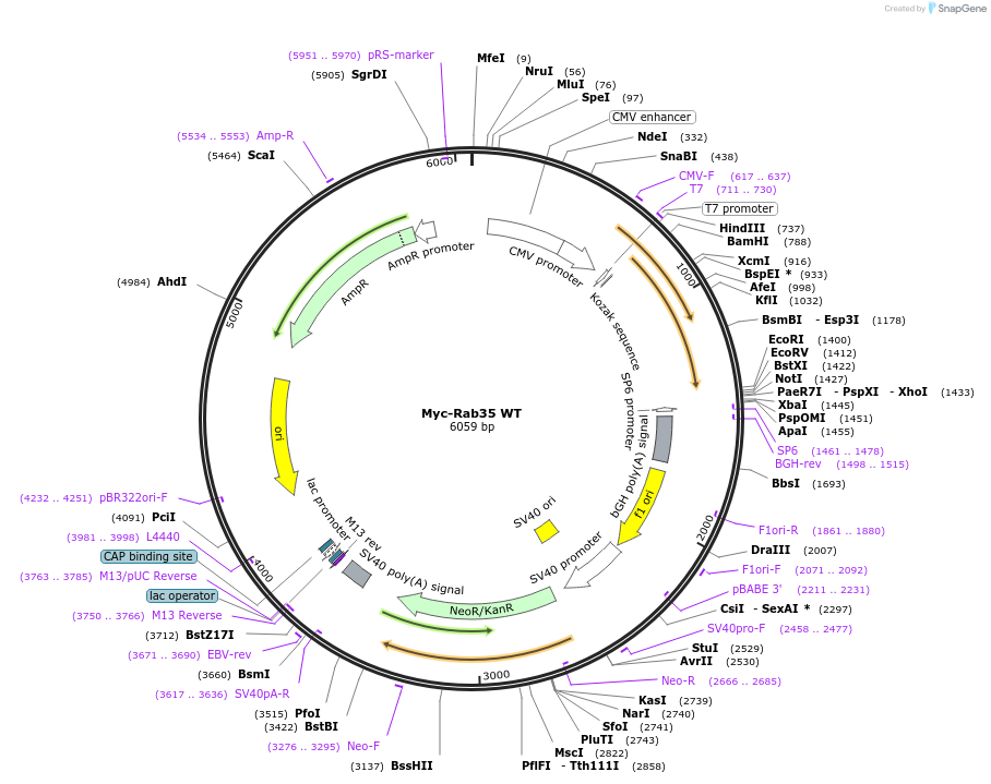 47433-plasmid-map-sequence-id-247672