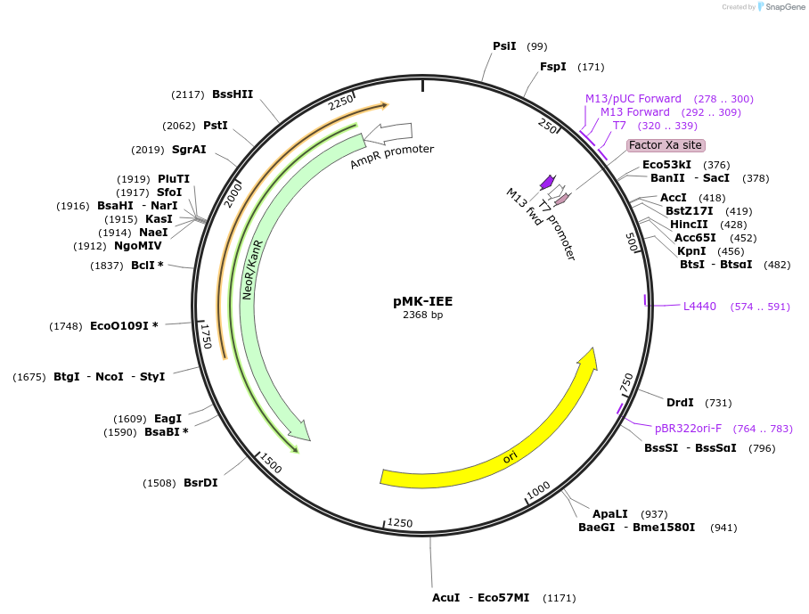 123476-plasmid-map-sequence-id-247673
