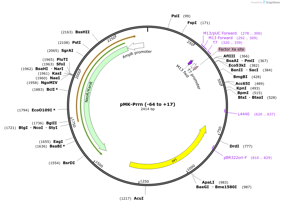 123477-plasmid-map-sequence-id-247674