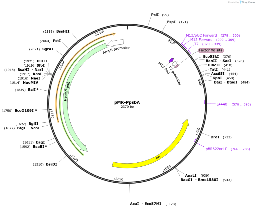 123479-plasmid-map-sequence-id-247676
