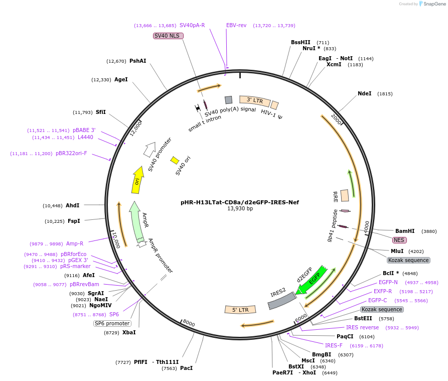 126552-plasmid-map-sequence-id-247679