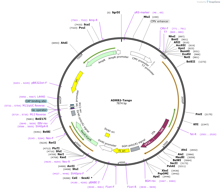 66220-plasmid-map-sequence-id-247680