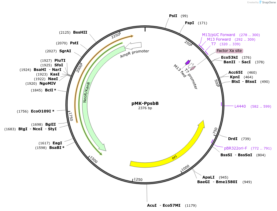 123481-plasmid-map-sequence-id-247683