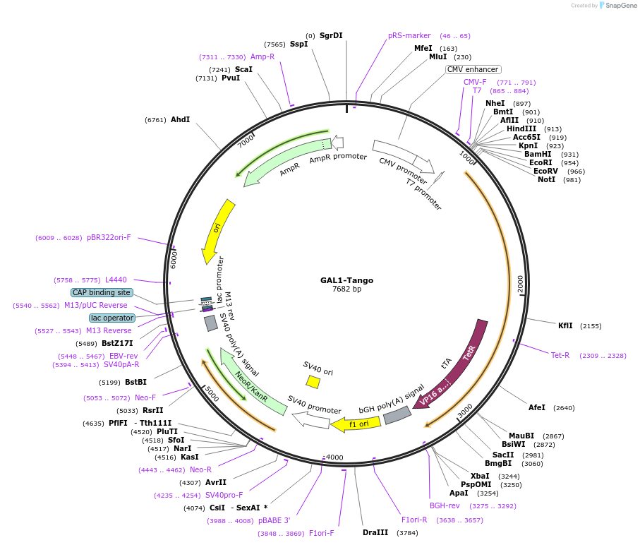 66288-plasmid-map-sequence-id-247685