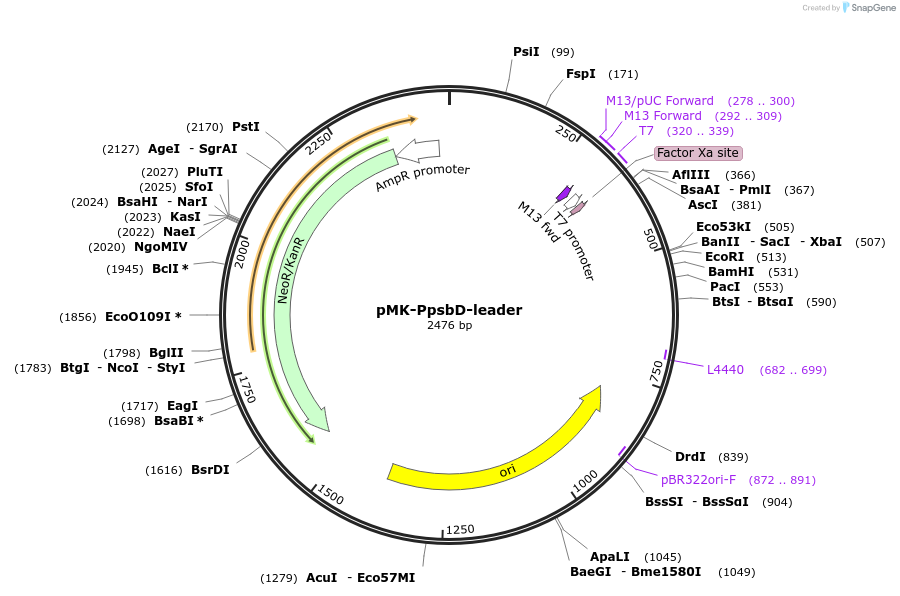 123482-plasmid-map-sequence-id-247686