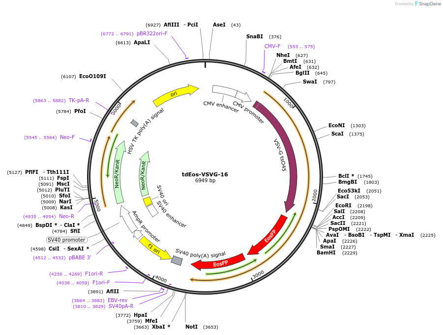 57693-plasmid-map-sequence-id-247687