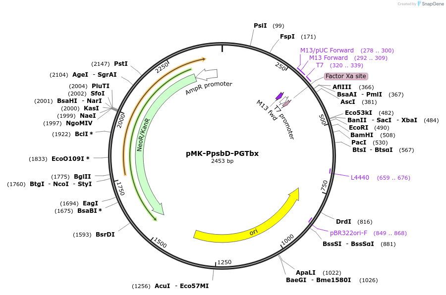 123483-plasmid-map-sequence-id-247688