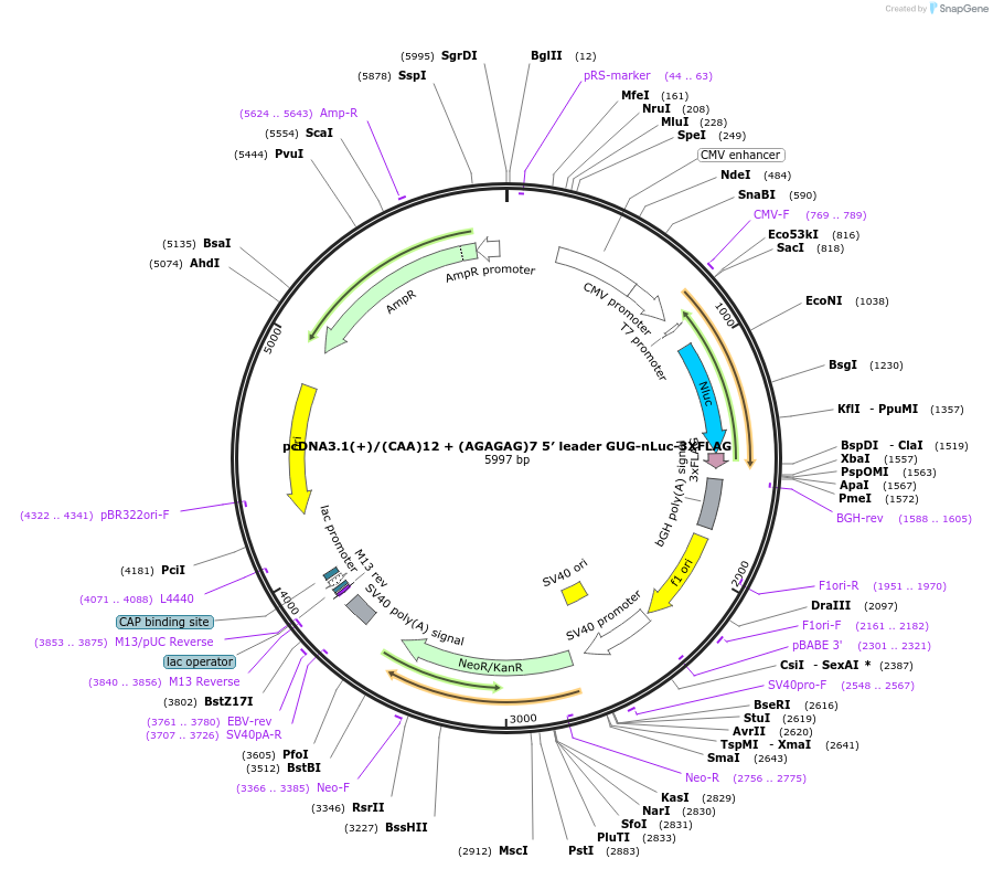 127327-plasmid-map-sequence-id-247691