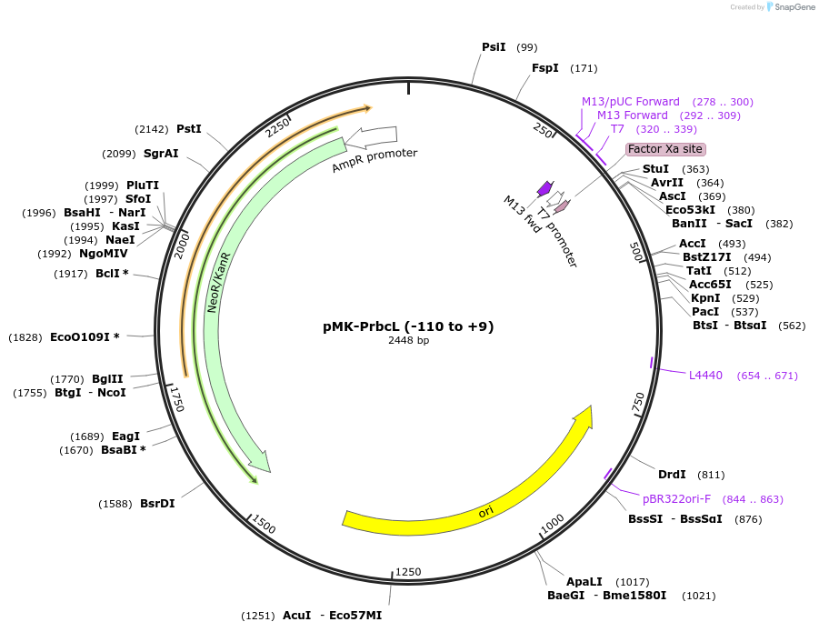 123487-plasmid-map-sequence-id-247694