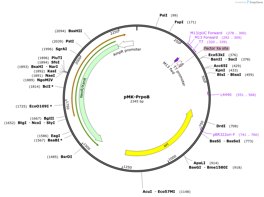 123488-plasmid-map-sequence-id-247695