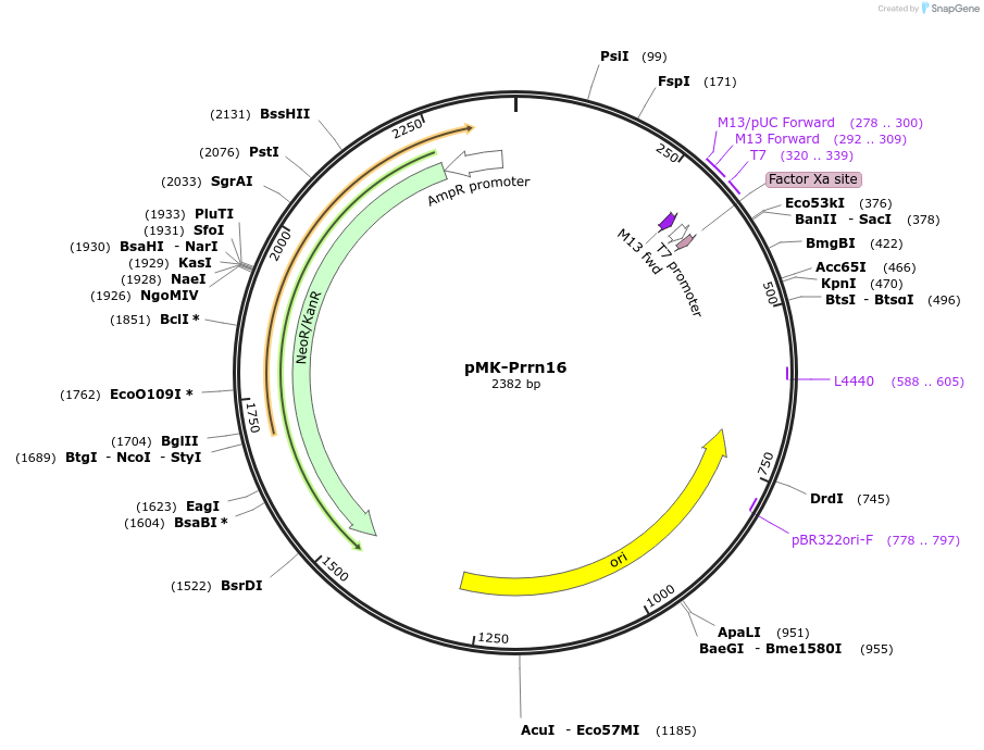 123489-plasmid-map-sequence-id-247696