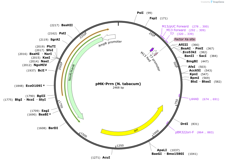 123490-plasmid-map-sequence-id-247697