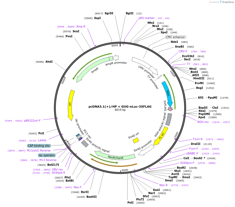127323-plasmid-map-sequence-id-247699
