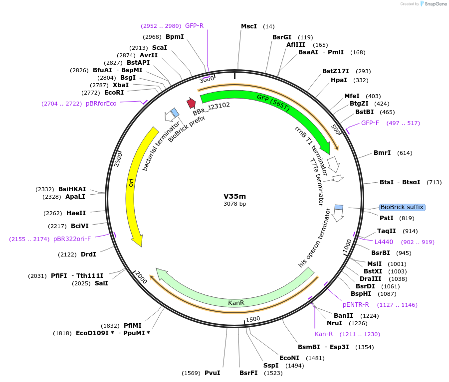 121042-plasmid-map-sequence-id-247704
