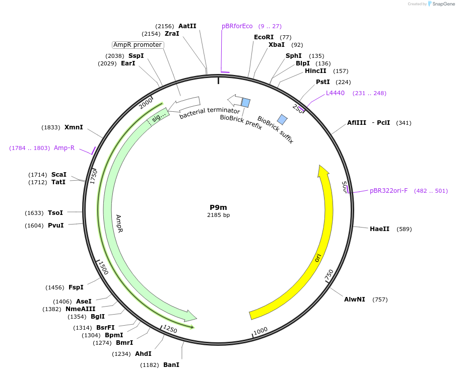 120937-plasmid-map-sequence-id-247706