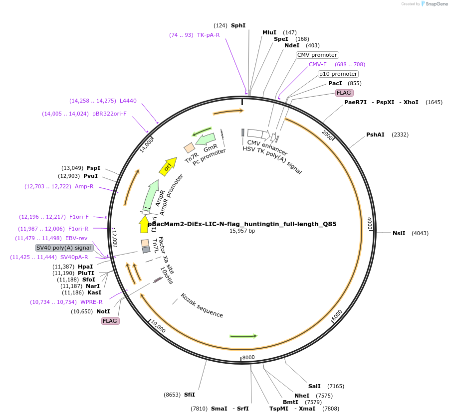 111736-plasmid-map-sequence-id-247714