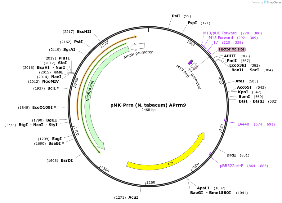 123499-plasmid-map-sequence-id-247717