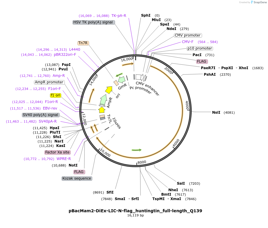 111738-plasmid-map-sequence-id-247719