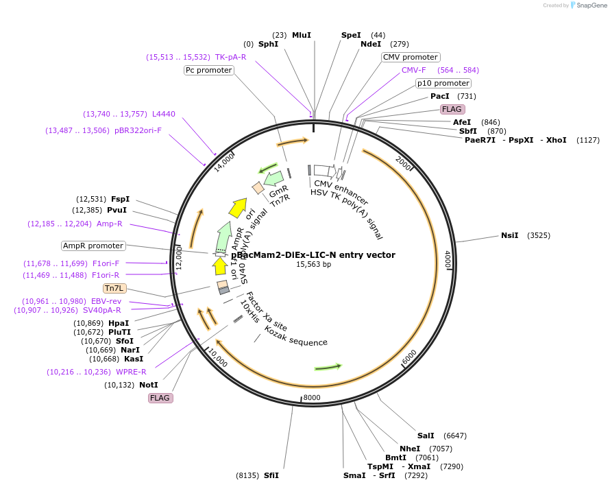 111751-plasmid-map-sequence-id-247722