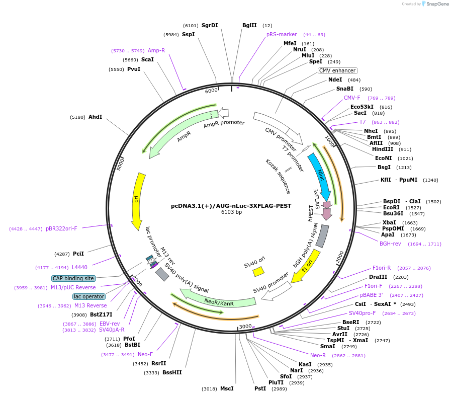 127312-plasmid-map-sequence-id-247723