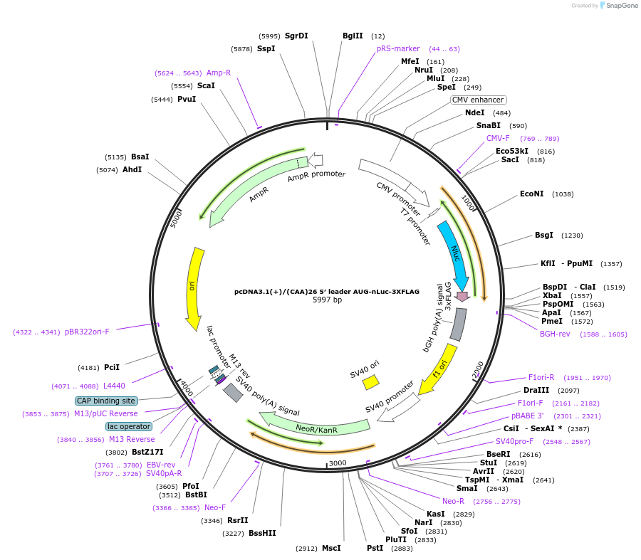 127324-plasmid-map-sequence-id-247729