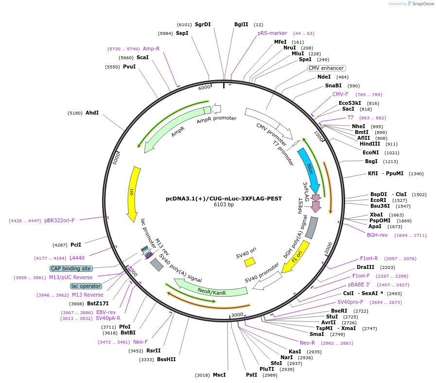 127313-plasmid-map-sequence-id-247732