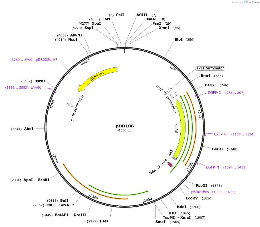 119884-plasmid-map-sequence-id-247738