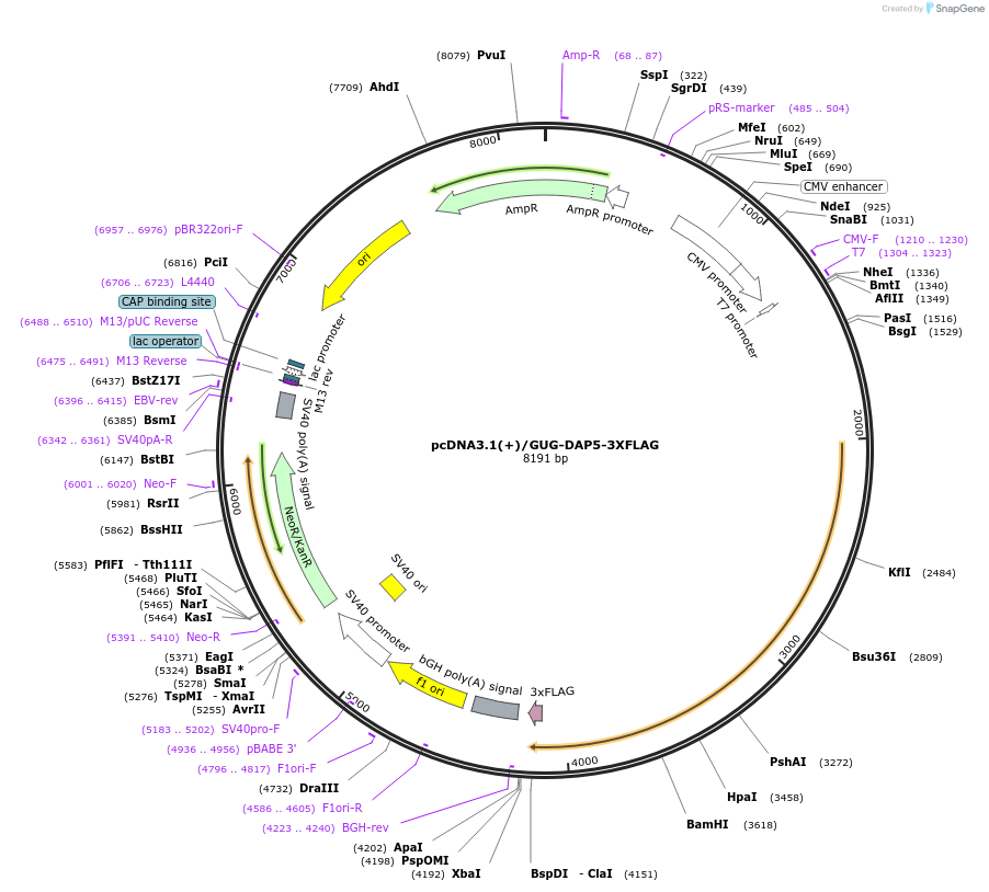 127330-plasmid-map-sequence-id-247746