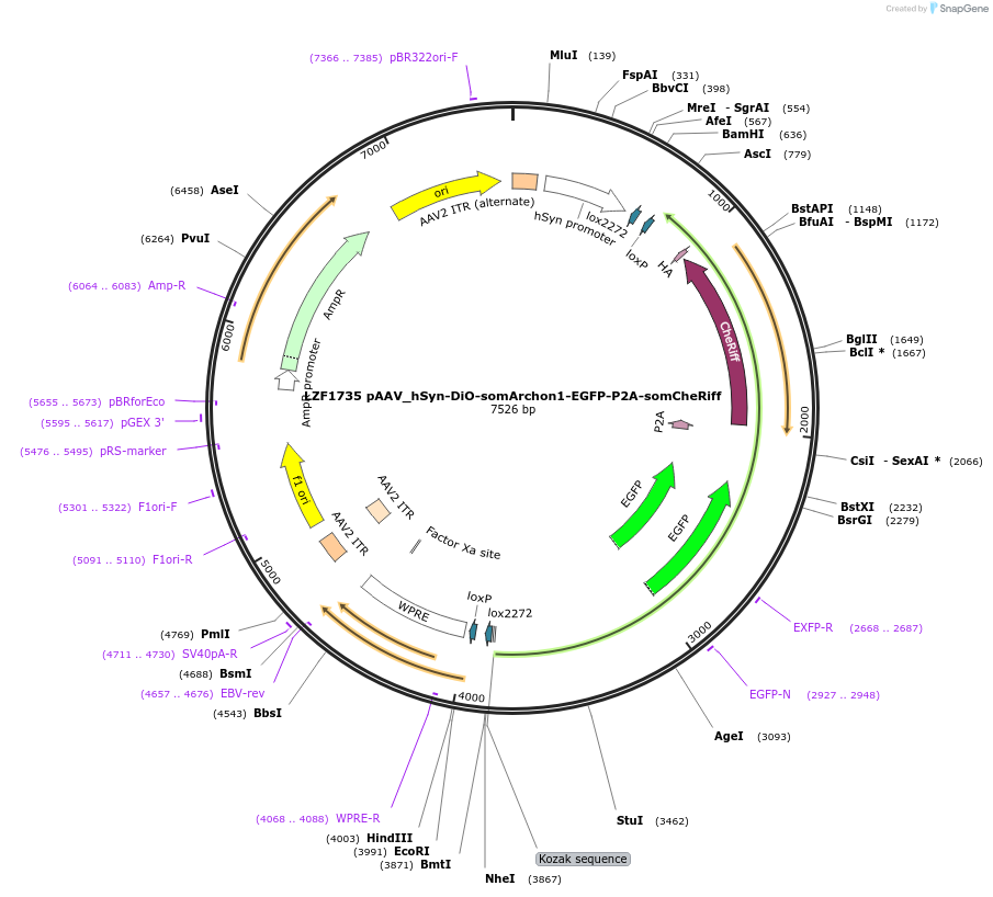 126512-plasmid-map-sequence-id-247758