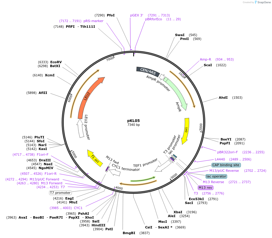 104429-plasmid-map-sequence-id-247762
