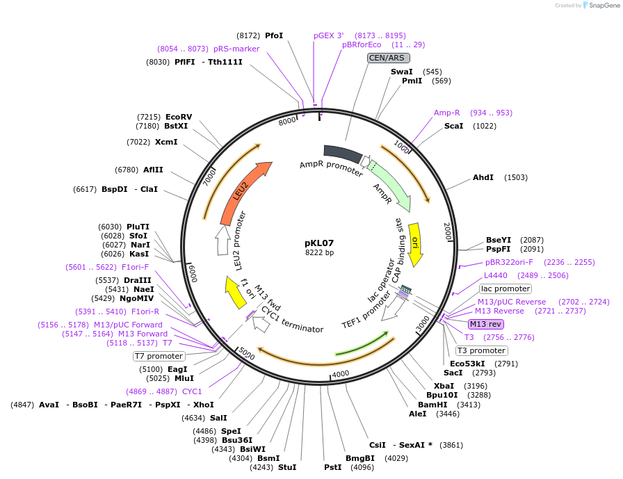 104431-plasmid-map-sequence-id-247763