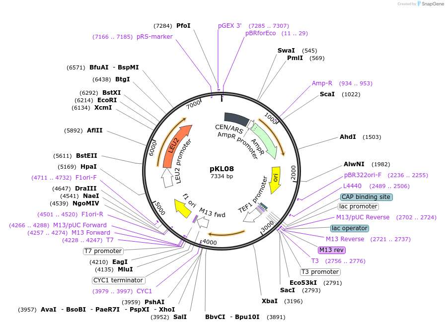 104432-plasmid-map-sequence-id-247765