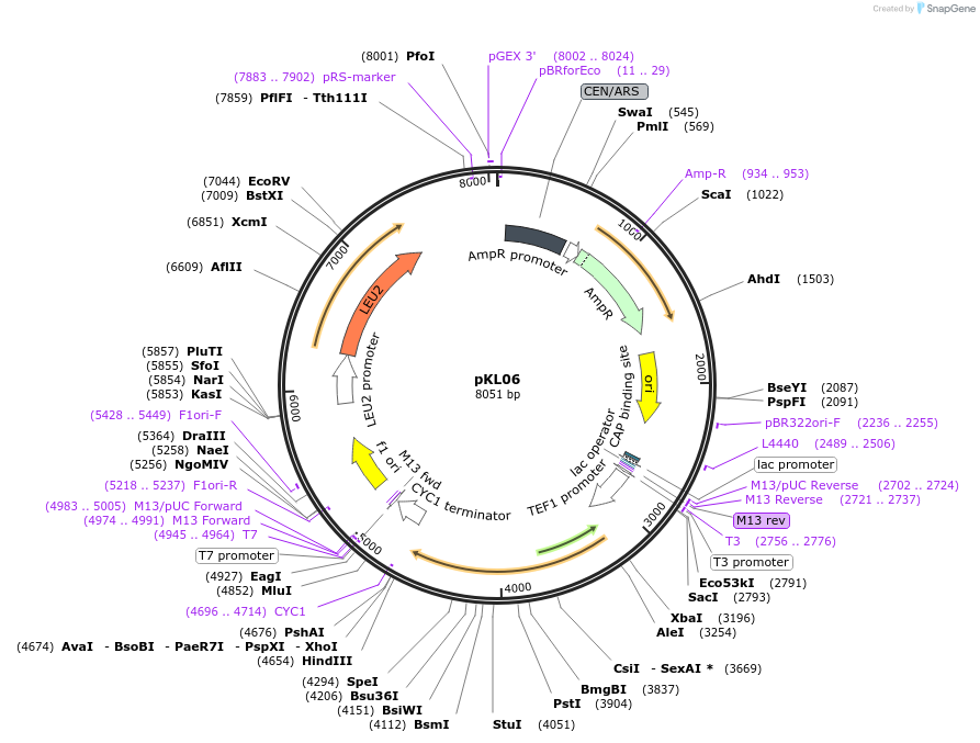 104430-plasmid-map-sequence-id-247766