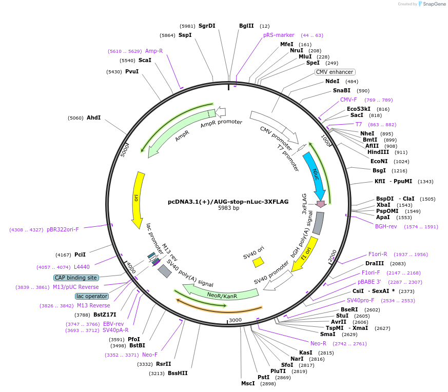 127308-plasmid-map-sequence-id-247768