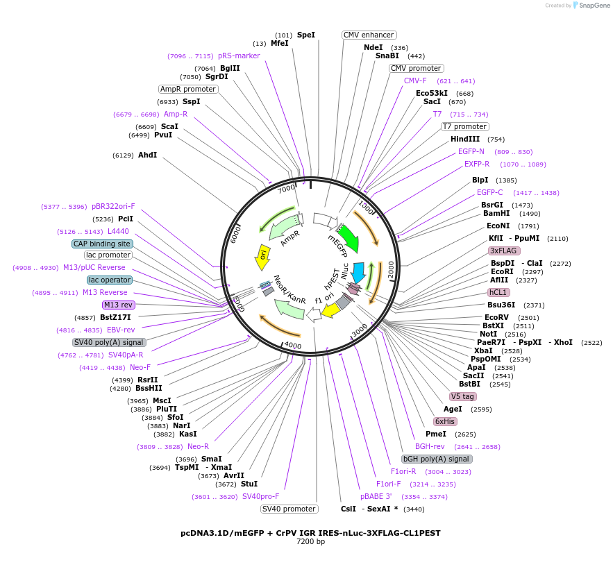 127332-plasmid-map-sequence-id-247773