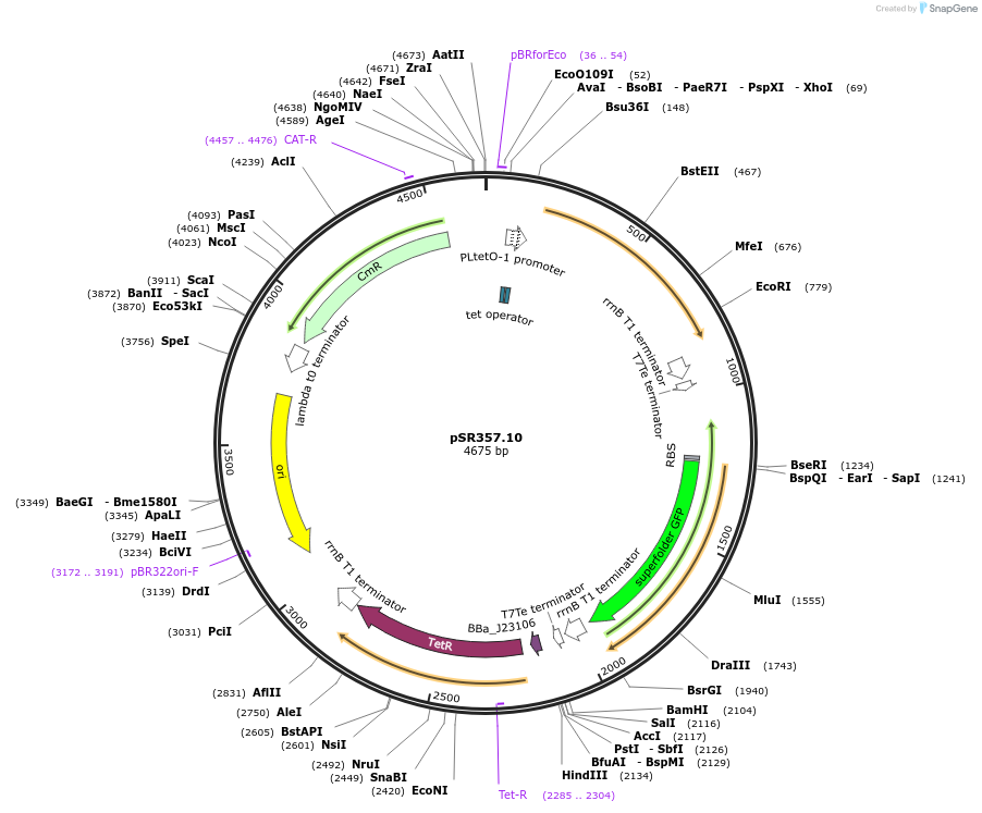 125106-plasmid-map-sequence-id-247774