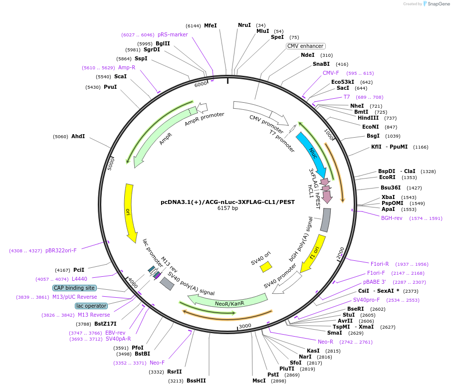 127318-plasmid-map-sequence-id-247777
